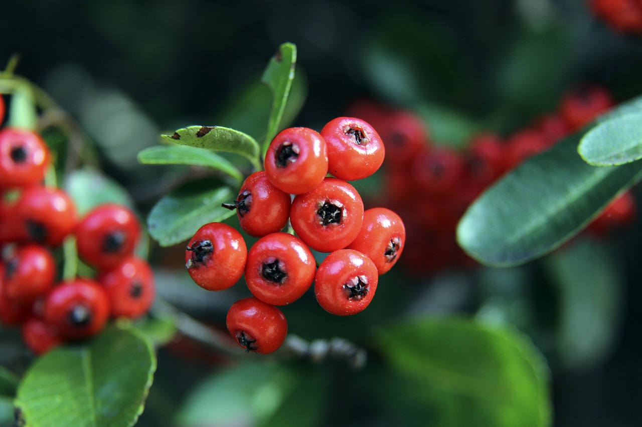 NBA：强强对话 火箭队119-115灰熊队.